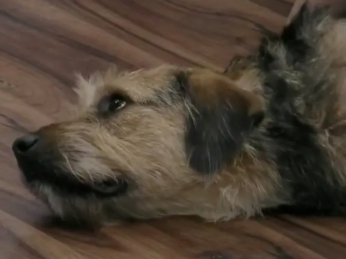 Gran Hermano toma medidas por el cuidado de Bigote