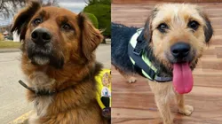 Brownie Boric y Bigotes de Gran Hermano.