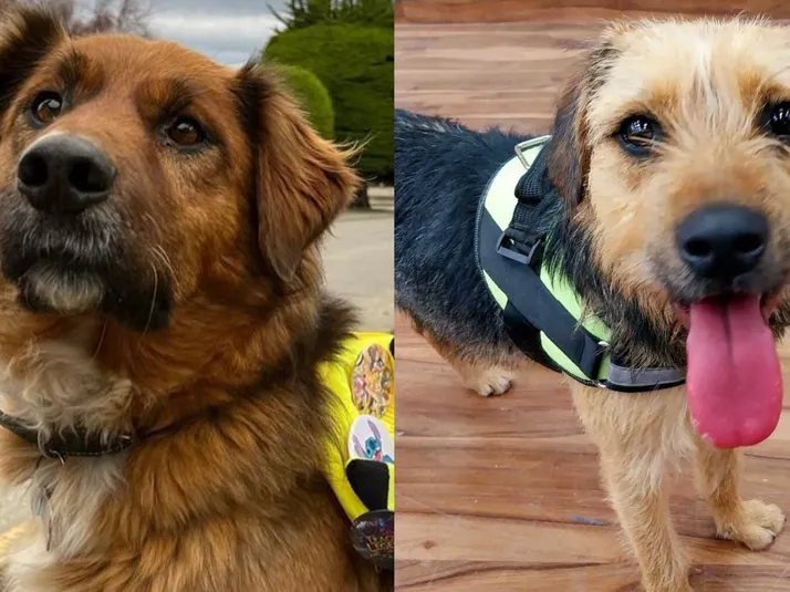 Brownie Boric condena maltrato a Bigote en Gran Hermano: ¿Qué dijo?