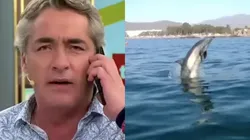 José Luis Reppening y el delfín en Papudo, los dos episodios más denunciados de Tu Día de Canal 13.