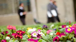 Conoce la hora exacta en que llega la primavera en Chile.
