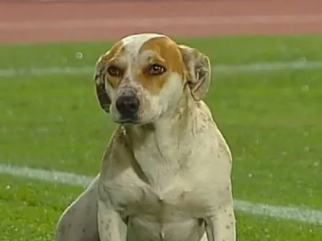 La historia del perrito que regó la cancha del Estadio La Granja