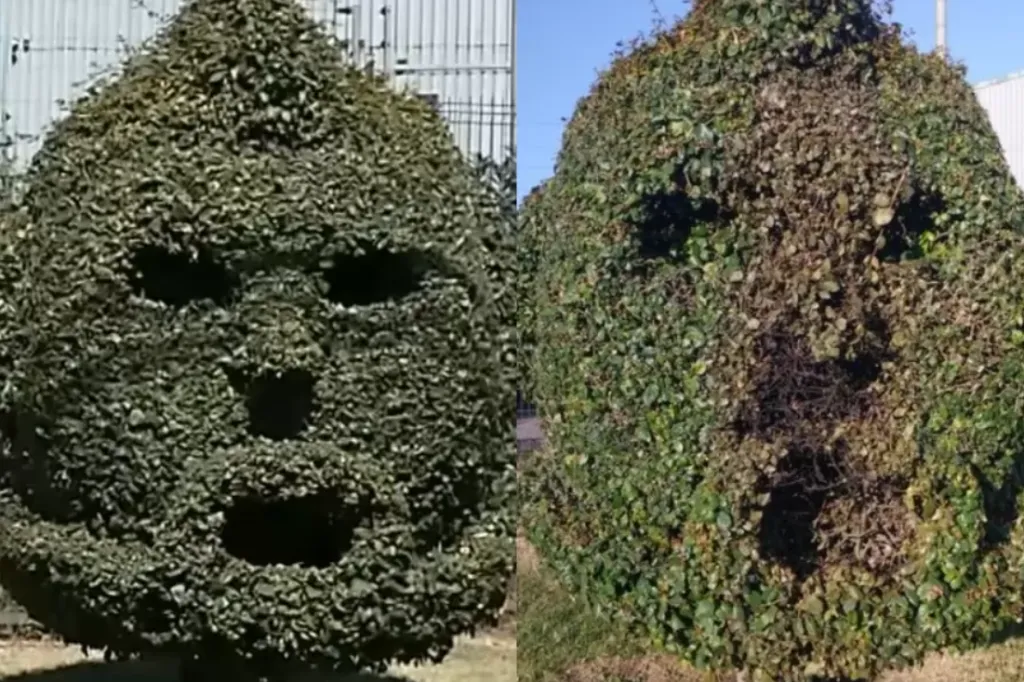 El antes y el después del arbusto dedicado a Arturo Vidal en Talcahuano.