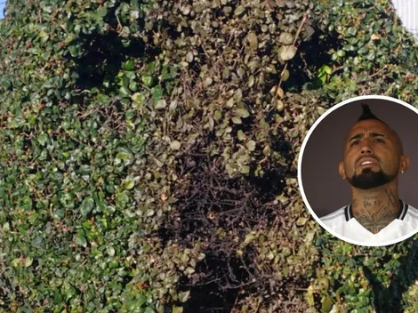 Así reaccionó Arturo Vidal a la vandalización de su arbusto