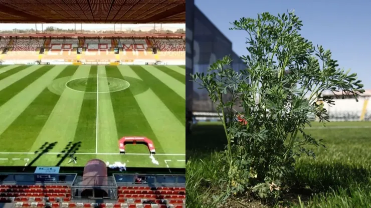 Hicieron un trabajo de santificación en el Estadio Zorros del Desierto.