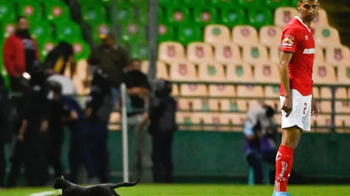 León Toluca y un gato invadió el terreno de juego Apertura 2022