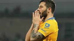 Los felinos reportaron hasta el momento un caso positivo