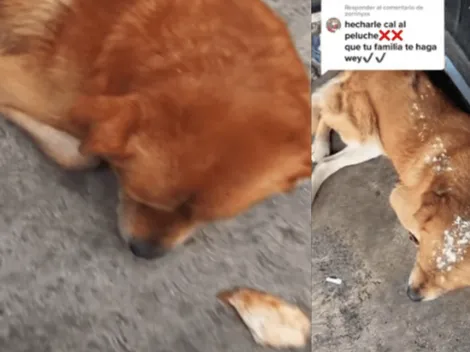 Echarle cal al peluche: ¿Qué significa y cuál es el origen de la frase viral de Tiktok?