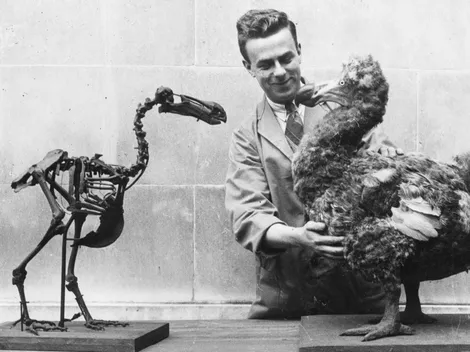 ¿Cuándo se extinguió el pájaro dodo?: La razón por la que esta especie desapareció