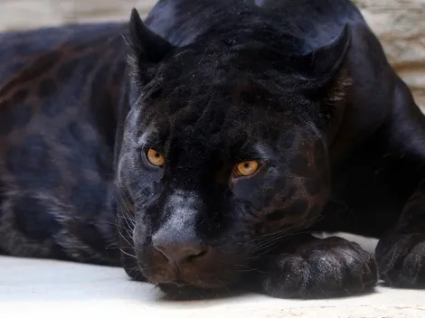 ¿Encontraron a la pantera suelta en la CDMX?