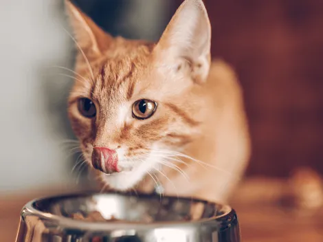 5 marcas de croquetas de gato que no deberías comprar, según Profeco