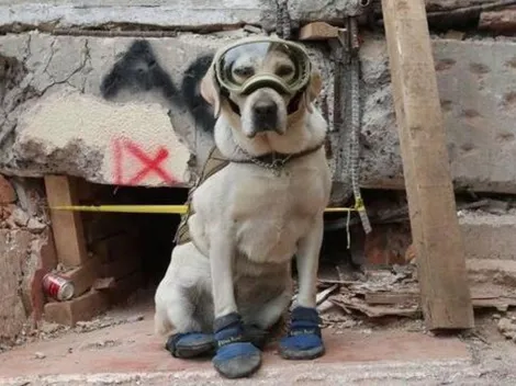 ¿Cuántas vida salvó Frida, la perrita rescatista?