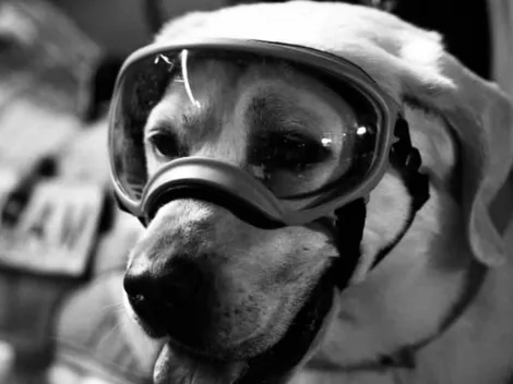 ¿De qué falleció Frida, la perrita rescatista del sismo 19S?