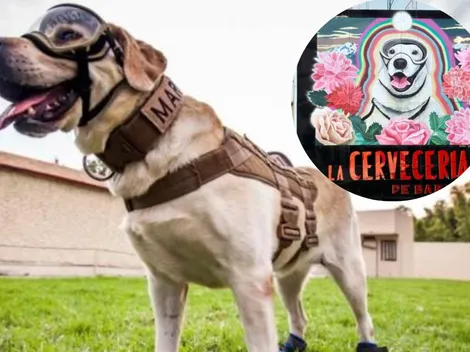 10 fotos que inmortalizaron a Frida, la perrita rescatista