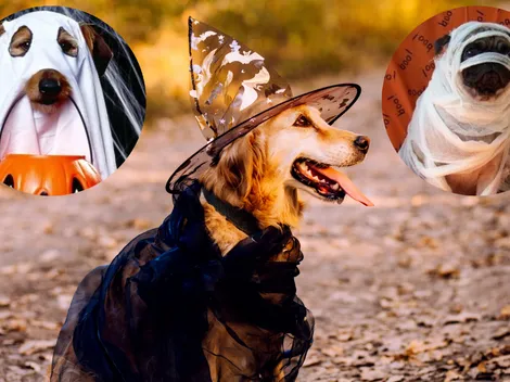 5 ideas sencillas y BARATAS para disfrazar a tu mascota en Halloween
