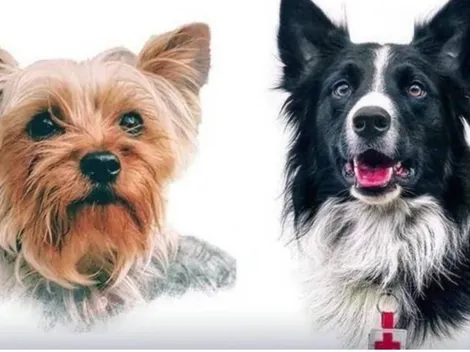 'Athos' y 'Tango': ¿Por qué eran perros héroes?