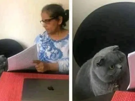 Día Internacional del Gato 2022: Los mejores memes de michis en redes sociales