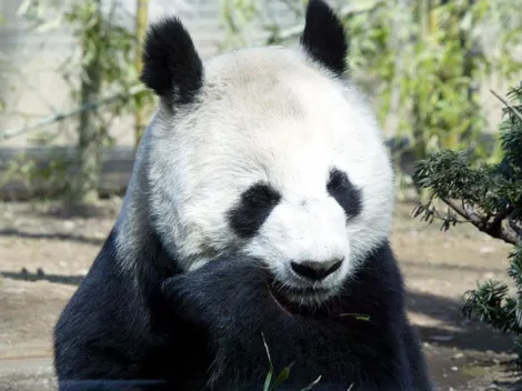 Muere la panda Shuan Shuan: ¿Cuántos pandas quedan aún en el zoológico de Chapultepec?