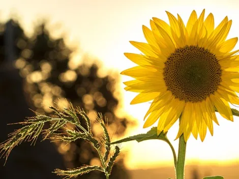 ¿Qué signos del zodiaco tendrán más suerte en el Solsticio de verano 2022?