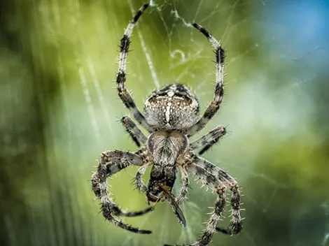 Significado de los sueños: ¿Qué significa soñar con arañas?