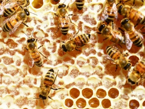 Día Mundial de las abejas: ¿Por qué son tan importantes y qué pasaría si se extinguieran?