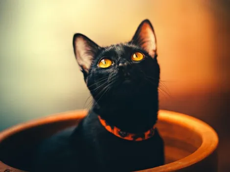 13 cosas que NO debes hacer en Viernes 13: ¿Por qué es un día de mala suerte?