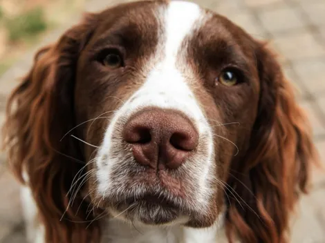 ¿Cómo denunciar maltrato animal en CDMX?