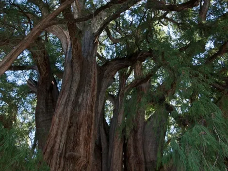 ¿Qué es un Ahuehuete? El árbol que reemplazará La Palma de Reforma