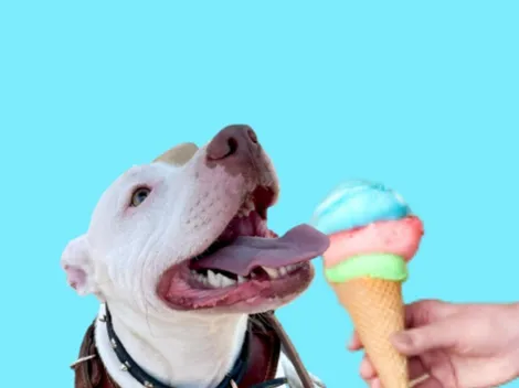 Los mejores helados para perros en CDMX