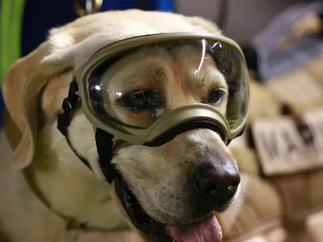 ¿La perrita rescatista Frida falleció? 10 datos que no conoces de la heroína del sismo 19S