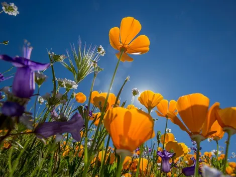 Equinoccio de Primavera 2022: ¿Cuándo es en México y a qué hora ocurrirá?