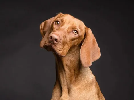 Mascotas: ¿Por qué tu perro te mira fijamente?