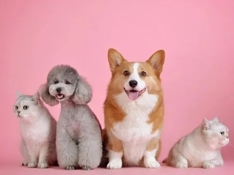 ¿Cómo proteger a tu mascota de la contaminación?