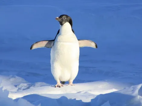 20 de enero: ¿Qué se celebra, santoral y qué pasó un día como hoy?