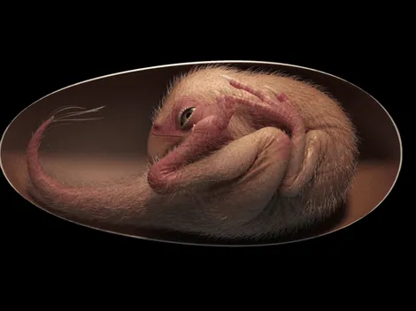 Imágenes: Encuentran huevo de dinosaurio