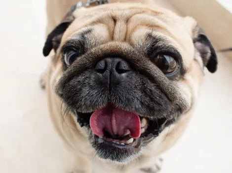 Pug provoca "pelea" con perro policía durante un operativo