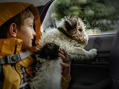 ¿Cómo viajar con tu perro y mantener tu auto limpio?