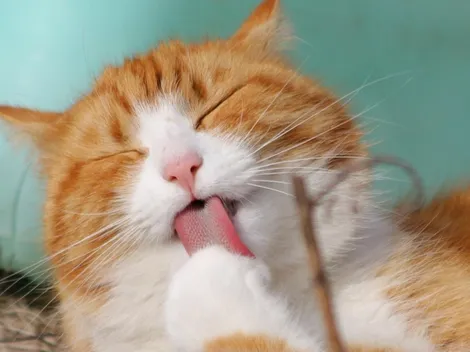 Día del Gato: ¿Por qué se celebra tres veces al año?