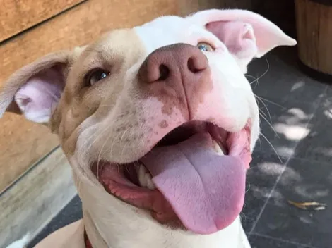 10 curiosidades que te seguramente no conoces de tu lomito