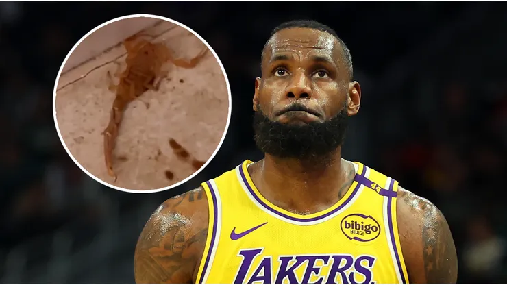 LeBron James pasó un gran susto con un escorpión
