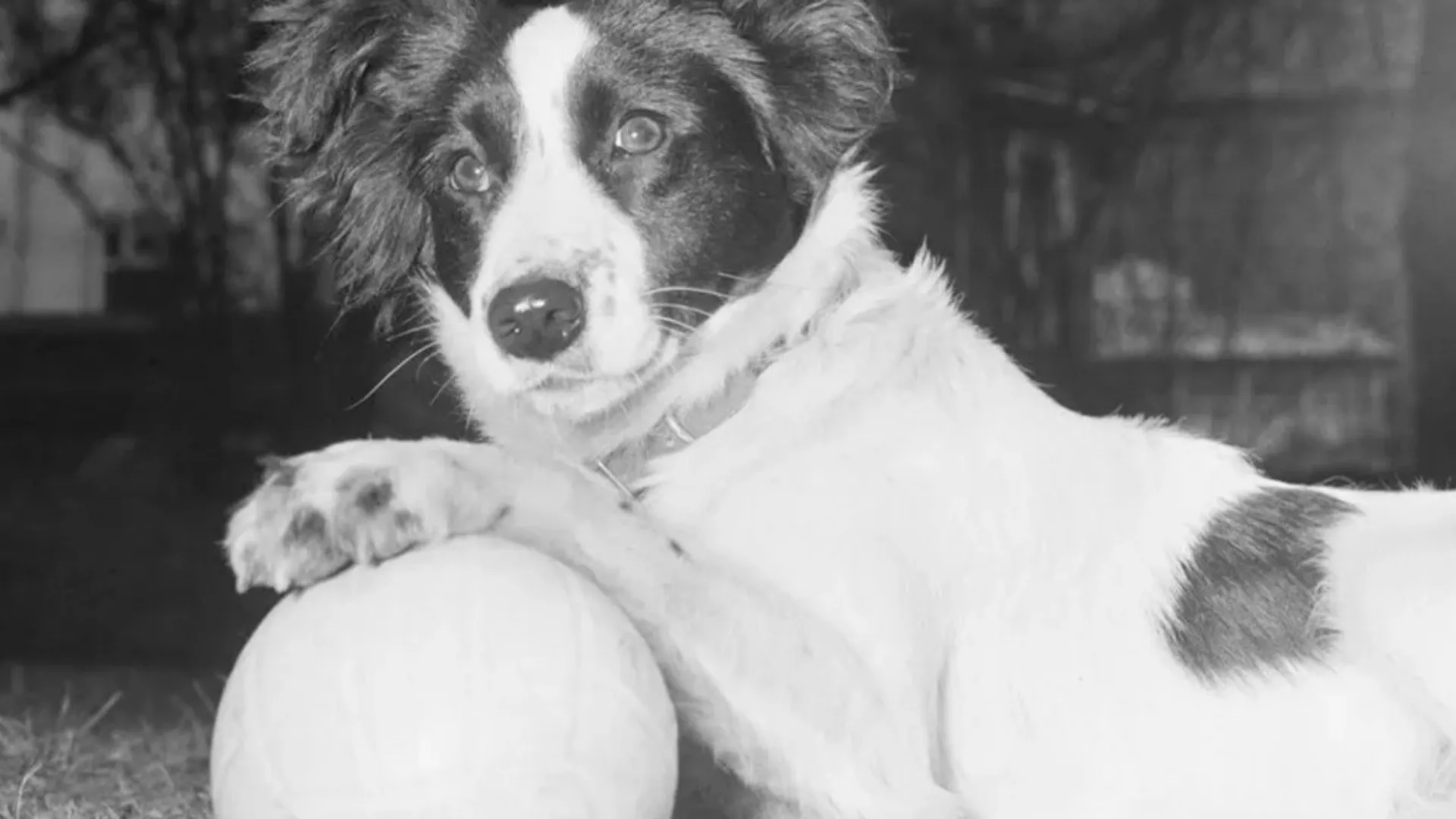 Pickles fue el héroe que recuperó la Copa del Mundo desaparecida. (X)
