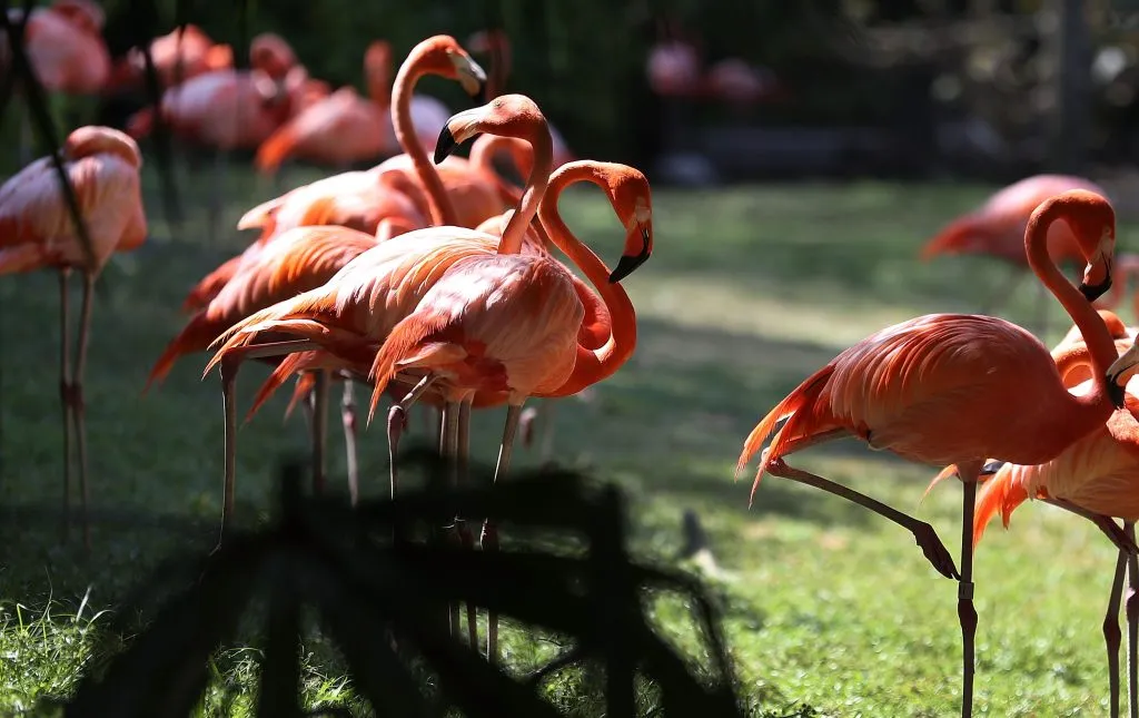 MIAMI, FL – MAY 15: Flamingoes are seen at Jungle Island as Florida Governor Rick Scott announces that the number of tourists visiting the state for the first three months of 2017 was about 31.1 million people on May 15, 2017 in Miami, Florida. The number of tourists is a new record, up 2.5 percent from the same time in 2016.  (Photo by Joe Raedle/Getty Images)