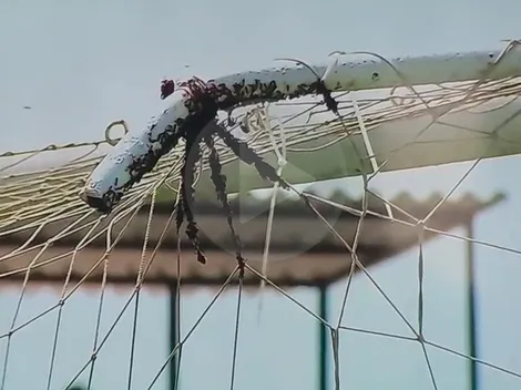 Insólito momento interrumpe el partido entre Atlético Grau vs Alianza Atlético
