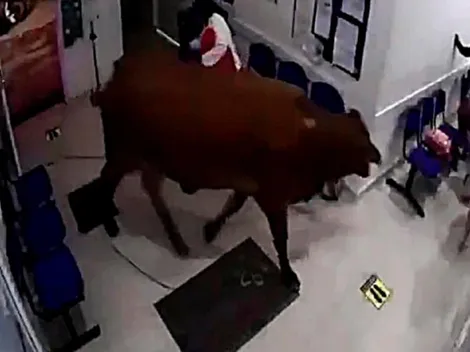 Ni en Hollywood viste esto: una vaca se metió a sala de urgencias en Antioquia