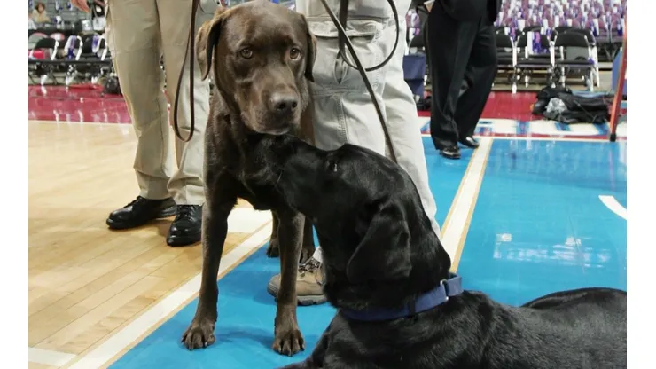 Perros dentro de la NBA