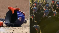 Casco de la MLB y un pavo