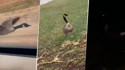 Video viral: denunció que un ganso lo siguió por todo un día