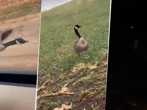 Video viral: denunció que un ganso lo siguió por todo un día
