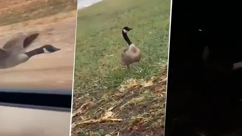 Video viral: denunció que un ganso lo siguió por todo un día