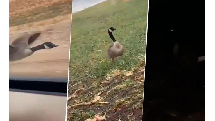 Video viral: denunció que un ganso lo siguió por todo un día